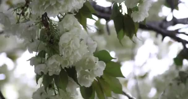Ukon Κεράσι Λουλούδια Ταλαντεύεται Στον Άνεμο Συννεφιασμένη Ημέρα Υψηλής Ποιότητας — Αρχείο Βίντεο