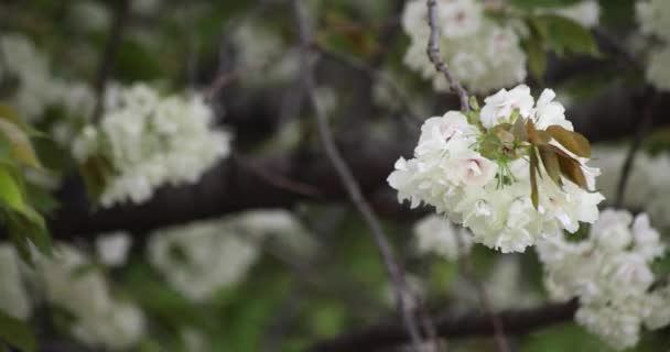 Ukon Κεράσι Λουλούδια Ταλαντεύεται Στον Άνεμο Συννεφιασμένη Ημέρα Υψηλής Ποιότητας — Αρχείο Βίντεο
