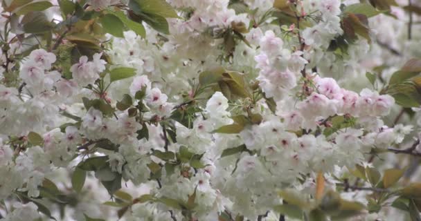 Ukon Kirschblüten Schwanken Wind Bewölkten Tag Hochwertiges Filmmaterial Nerima Bezirk — Stockvideo