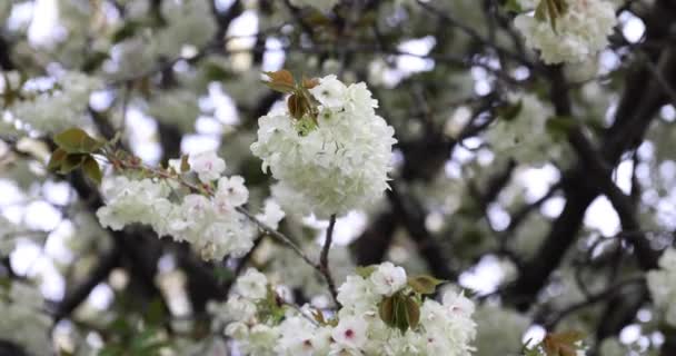 Ukon Fleurs Cerisier Balançant Dans Vent Jour Nuageux Images Haute — Video