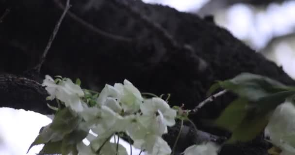 Вишневые Цветы Юкона Качались Ветреный Облачный День Высококачественные Кадры Район — стоковое видео