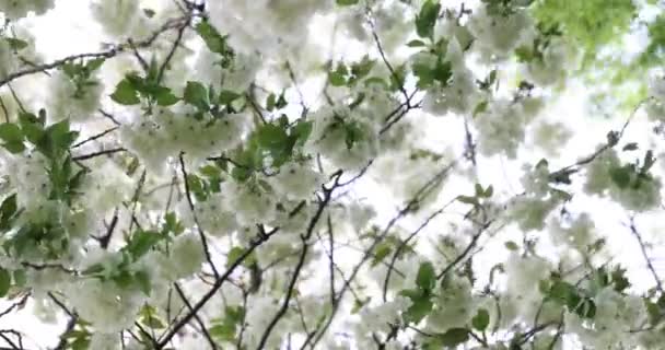 Вишневые Цветы Юкона Качались Ветреный Облачный День Высококачественные Кадры Район — стоковое видео