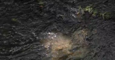 Tokyo 'daki Todoroki Vadisi' nin bir nehri yazın telefoto ile vuruldu. Yüksek kalite 4K görüntü. Setagaya bölgesi Todoroki Tokyo Japonya 08.02.2023 Tokyo 'daki Todoroki vadisi..