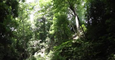 Todoroki Tokyo 'da nehrin kıyısındaki küçük bir vadi. Yüksek kalite 4K görüntü. Setagaya bölgesi Todoroki Tokyo Japonya 08.02.2023 Tokyo 'daki Todoroki vadisi..