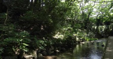 Todoroki Tokyo 'da nehrin kıyısındaki küçük bir vadi. Yüksek kalite 4K görüntü. Setagaya bölgesi Todoroki Tokyo Japonya 08.02.2023 Tokyo 'daki Todoroki vadisi..