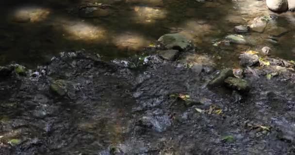Sebuah Sungai Lembah Todoroki Tokyo Musim Panas Telephoto Ditembak Rekaman — Stok Video