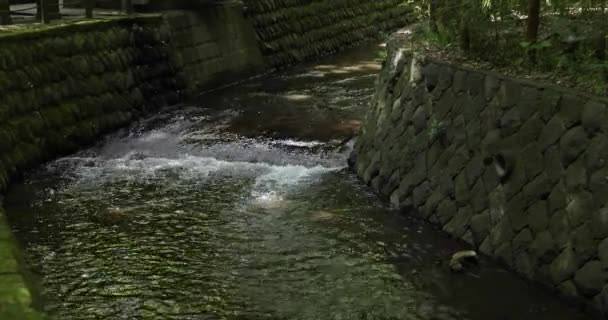 Yazın Tokyo Bir Todoroki Nehri Yüksek Kalite Görüntü Setagaya Bölgesi — Stok video