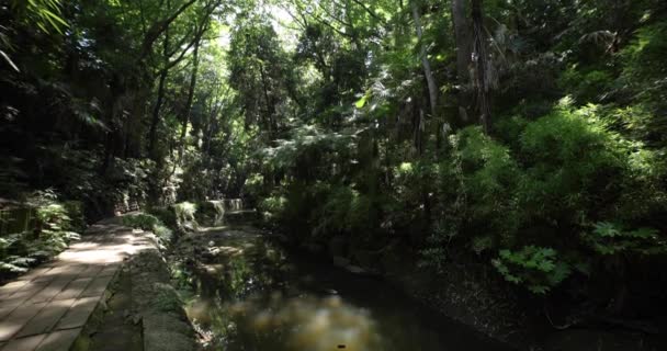 Une Petite Vallée Près Rivière Todoroki Tokyo Plan Large Images — Video