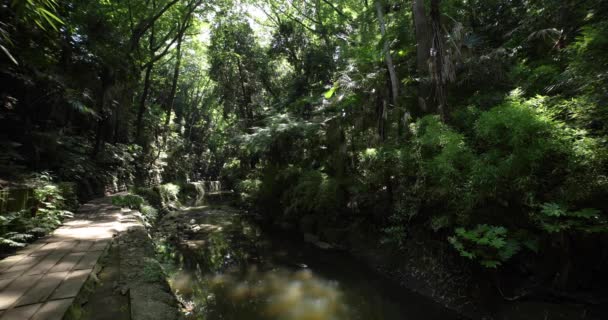 Pequeno Vale Perto Rio Todoroki Tóquio Tiro Largo Imagens Alta — Vídeo de Stock