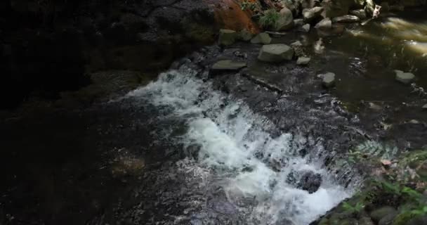 Une Rivière Vallée Todoroki Tokyo Été Images Haute Qualité Setagaya — Video
