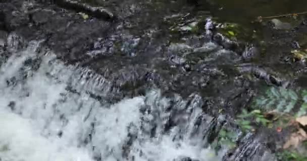 Tokyo Daki Todoroki Vadisi Nin Bir Nehri Yazın Telefoto Ile — Stok video