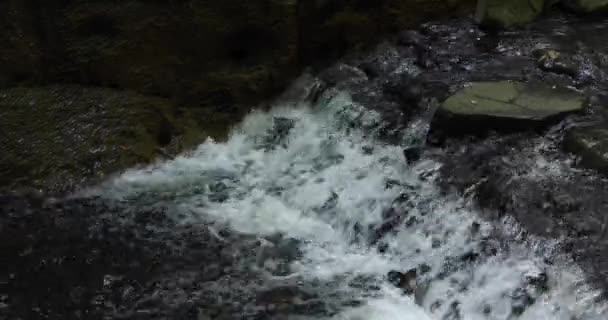 Řeka Údolí Todoroki Tokiu Letním Záběru Teleobjektivu Kvalitní Záběry Okres — Stock video