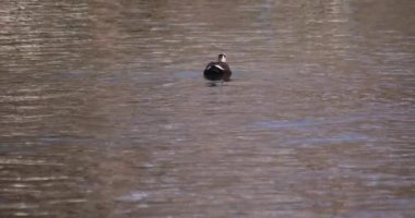 Güneşli bir günde halka açık bir parkta gölette yüzen ördeğin yavaş çekimi. Yüksek kalite 4K görüntü. Musashino bölgesi Tokyo 03.08.2023