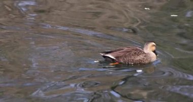 Güneşli bir günde halka açık bir parkta gölette yüzen ördeğin yavaş çekimi. Yüksek kalite 4K görüntü. Musashino bölgesi Tokyo 03.08.2023