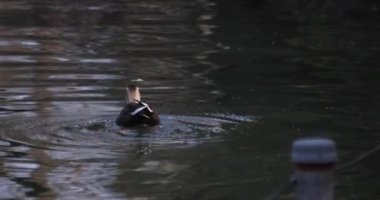 Güneşli bir günde halka açık bir parkta gölette yüzen ördeğin yavaş çekimi. Yüksek kalite 4K görüntü. Musashino bölgesi Tokyo 03.08.2023