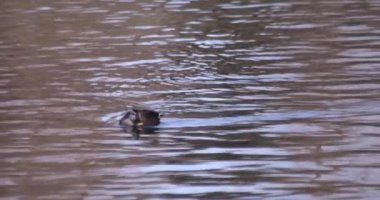 Güneşli bir günde halka açık bir parkta gölette yüzen ördeğin yavaş çekimi. Yüksek kalite 4K görüntü. Musashino bölgesi Tokyo 03.08.2023