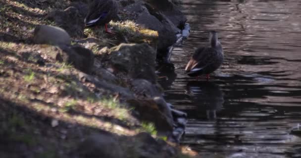 Lento Movimento Pato Flutuante Lagoa Dia Ensolarado Parque Público Imagens — Vídeo de Stock