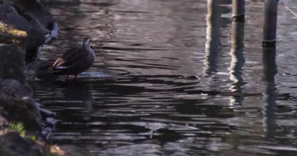 Повільний Рух Плаваючої Качки Ставку Біля Громадського Парку Сонячний День — стокове відео
