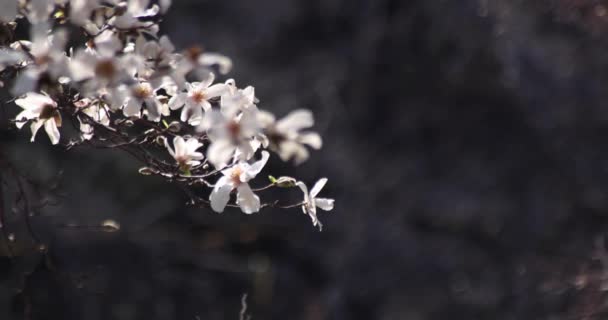 Långsam Rörelse Magnolia Blommor Inokashira Park Solig Dag Högkvalitativ Film — Stockvideo