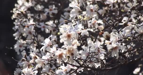 晴れた日には井の頭公園でマグノリアの花の動きが遅い 高品質4K映像 武蔵野地区東京都03 2023 武蔵野の井の頭公園はこちら — ストック動画