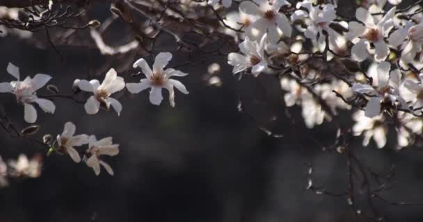 Langsom Bevægelse Magnolia Blomster Inokashira Park Solrig Dag Høj Kvalitet – Stock-video