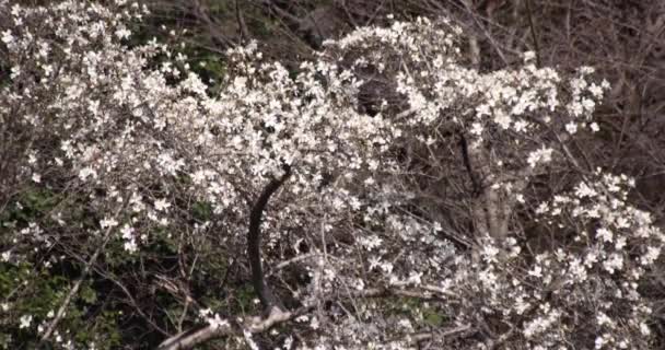 Μια Αργή Κίνηση Των Λουλουδιών Μανόλια Στο Πάρκο Inokashira Ηλιόλουστη — Αρχείο Βίντεο
