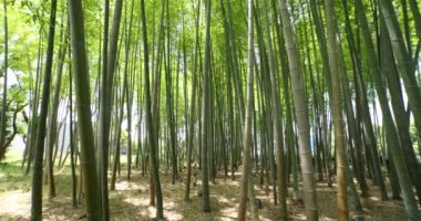 Baharda Tokyo güneşli bir günde yeşil bir bambu ormanı. Yüksek kalite 4K görüntü. Itabashi bölgesi Daimon Tokyo 06.07.2023 Bu parkın adı Takenoko Parkı.