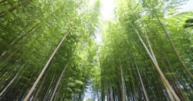 Baharda Tokyo güneşli bir günde yeşil bir bambu ormanı. Yüksek kalite 4K görüntü. Itabashi bölgesi Daimon Tokyo 06.07.2023 Bu parkın adı Takenoko Parkı.