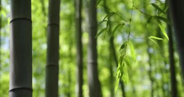 Bahar güneşli bir günde Japon ormanında yeşil bambu yaprakları. Yüksek kalite 4K görüntü. Itabashi bölgesi Daimon Tokyo 06.07.2023 Bu parkın adı Takenoko Parkı.