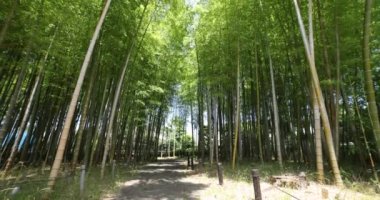 Baharda Tokyo güneşli bir günde yeşil bir bambu ormanı. Yüksek kalite 4K görüntü. Itabashi bölgesi Daimon Tokyo 06.07.2023 Bu parkın adı Takenoko Parkı.