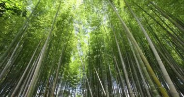 Baharda Tokyo güneşli bir günde yeşil bir bambu ormanı. Yüksek kalite 4K görüntü. Itabashi bölgesi Daimon Tokyo 06.07.2023 Bu parkın adı Takenoko Parkı.