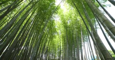 Baharda Tokyo güneşli bir günde yeşil bir bambu ormanı. Yüksek kalite 4K görüntü. Itabashi bölgesi Daimon Tokyo 06.07.2023 Bu parkın adı Takenoko Parkı.