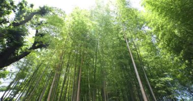 Baharda Tokyo güneşli bir günde yeşil bir bambu ormanı. Yüksek kalite 4K görüntü. Itabashi bölgesi Daimon Tokyo 06.07.2023 Bu parkın adı Takenoko Parkı.