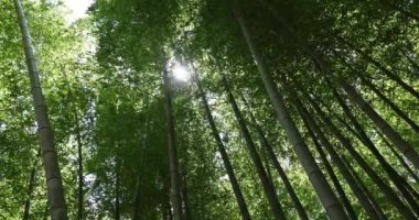 Baharda Tokyo güneşli bir günde yeşil bir bambu ormanı. Yüksek kalite 4K görüntü. Itabashi bölgesi Daimon Tokyo 06.07.2023 Bu parkın adı Takenoko Parkı.