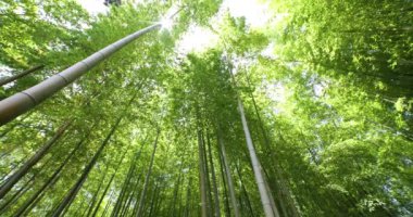 Baharda Tokyo güneşli bir günde yeşil bir bambu ormanı. Yüksek kalite 4K görüntü. Itabashi bölgesi Daimon Tokyo 06.07.2023 Bu parkın adı Takenoko Parkı.