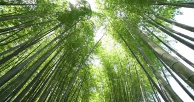 Baharda Tokyo güneşli bir günde yeşil bir bambu ormanı. Yüksek kalite 4K görüntü. Itabashi bölgesi Daimon Tokyo 06.07.2023 Bu parkın adı Takenoko Parkı.