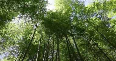 Baharda Tokyo güneşli bir günde yeşil bir bambu ormanı. Yüksek kalite 4K görüntü. Itabashi bölgesi Daimon Tokyo 06.07.2023 Bu parkın adı Takenoko Parkı.