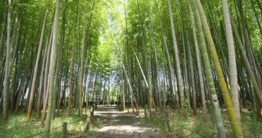 Baharda Tokyo güneşli bir günde yeşil bir bambu ormanı. Yüksek kalite 4K görüntü. Itabashi bölgesi Daimon Tokyo 06.07.2023 Bu parkın adı Takenoko Parkı.