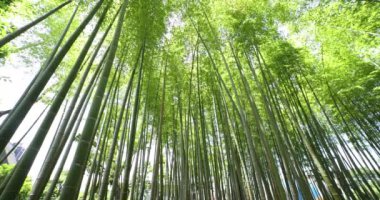 Baharda Tokyo güneşli bir günde yeşil bir bambu ormanı. Yüksek kalite 4K görüntü. Itabashi bölgesi Daimon Tokyo 06.07.2023 Bu parkın adı Takenoko Parkı.