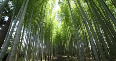 Baharda Tokyo güneşli bir günde yeşil bir bambu ormanı. Yüksek kalite 4K görüntü. Itabashi bölgesi Daimon Tokyo 06.07.2023 Bu parkın adı Takenoko Parkı.