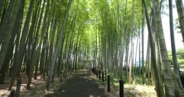 Baharda Tokyo güneşli bir günde yeşil bir bambu ormanı. Yüksek kalite 4K görüntü. Itabashi bölgesi Daimon Tokyo 06.07.2023 Bu parkın adı Takenoko Parkı.