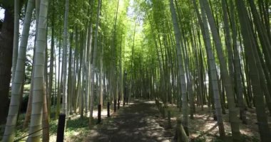 Baharda Tokyo güneşli bir günde yeşil bir bambu ormanı. Yüksek kalite 4K görüntü. Itabashi bölgesi Daimon Tokyo 06.07.2023 Bu parkın adı Takenoko Parkı.