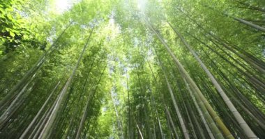 Baharda Tokyo güneşli bir günde yeşil bir bambu ormanı. Yüksek kalite 4K görüntü. Itabashi bölgesi Daimon Tokyo 06.07.2023 Bu parkın adı Takenoko Parkı.