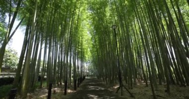 Baharda Tokyo güneşli bir günde yeşil bir bambu ormanı. Yüksek kalite 4K görüntü. Itabashi bölgesi Daimon Tokyo 06.07.2023 Bu parkın adı Takenoko Parkı.