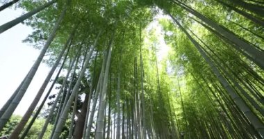 Baharda Tokyo güneşli bir günde yeşil bir bambu ormanı. Yüksek kalite 4K görüntü. Itabashi bölgesi Daimon Tokyo 06.07.2023 Bu parkın adı Takenoko Parkı.