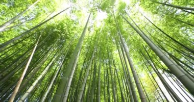 Baharda Tokyo güneşli bir günde yeşil bir bambu ormanı. Yüksek kalite 4K görüntü. Itabashi bölgesi Daimon Tokyo 06.07.2023 Bu parkın adı Takenoko Parkı.