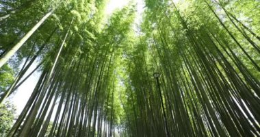 Baharda Tokyo güneşli bir günde yeşil bir bambu ormanı. Yüksek kalite 4K görüntü. Itabashi bölgesi Daimon Tokyo 06.07.2023 Bu parkın adı Takenoko Parkı.