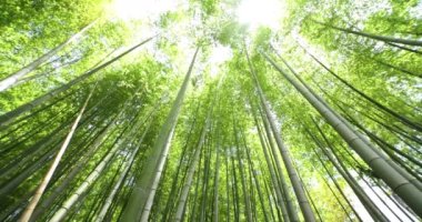 Baharda Tokyo güneşli bir günde yeşil bir bambu ormanı. Yüksek kalite 4K görüntü. Itabashi bölgesi Daimon Tokyo 06.07.2023 Bu parkın adı Takenoko Parkı.