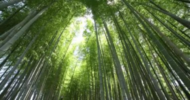 Baharda Tokyo güneşli bir günde yeşil bir bambu ormanı. Yüksek kalite 4K görüntü. Itabashi bölgesi Daimon Tokyo 06.07.2023 Bu parkın adı Takenoko Parkı.