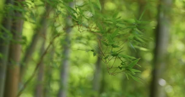Feuilles Bambou Vert Dans Forêt Japonaise Printemps Journée Ensoleillée Images — Video